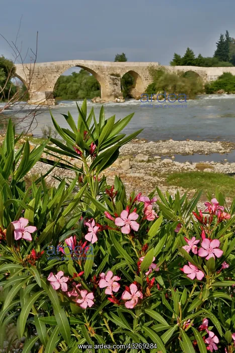 : Bekis Roman Bridge near Antalya, Turkey : Bekis Roman Bridge near Antalya, Turkey