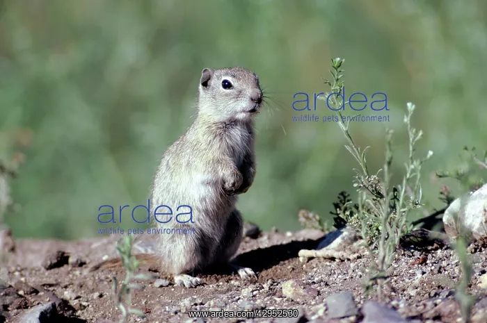 : Belding Ground Squirrel : Belding Ground Squirrel