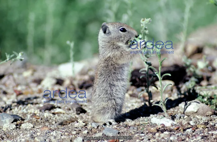 : Belding's Ground Squirrel : Belding's Ground Squirrel