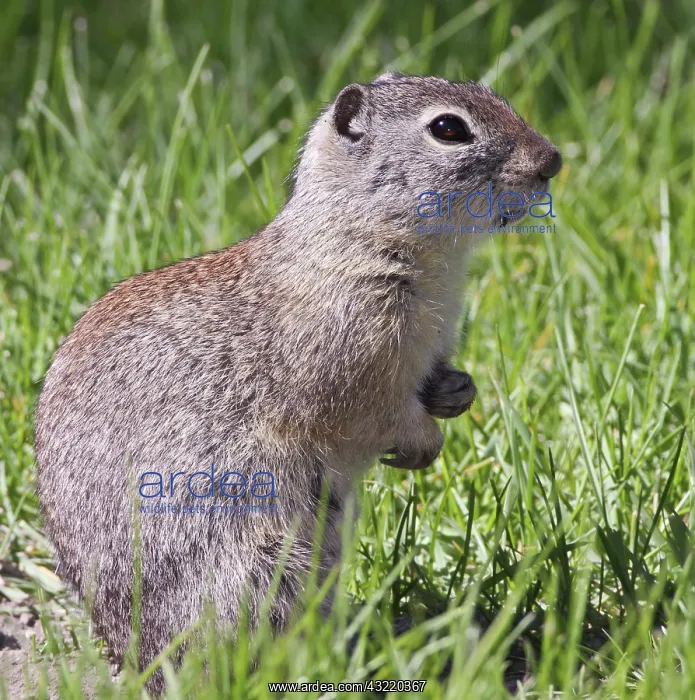 : A Belding's ground squirrel on alert at : A Belding's ground squirrel on alert at