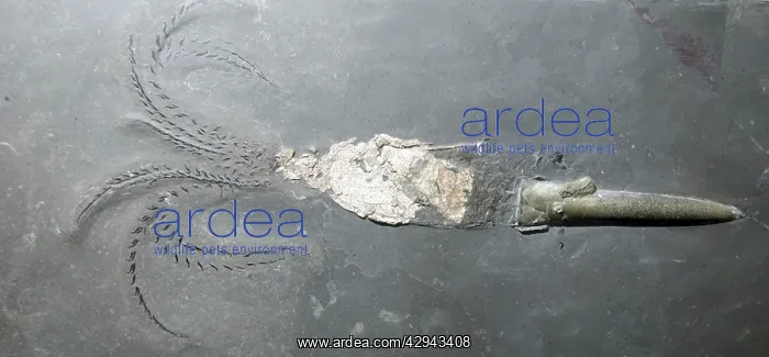 : Belemnite: fossil type of squid, now extinct : Belemnite: fossil type of squid, now extinct