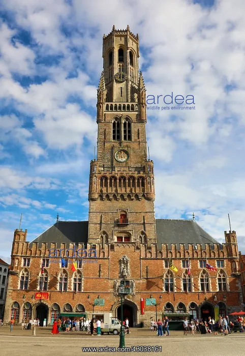 : The Belfry Tower and the Cloth Hall in the Market : The Belfry Tower and the Cloth Hall in the Market