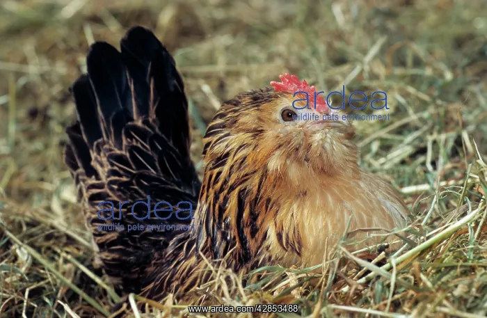  : Belgian bantam - on nest