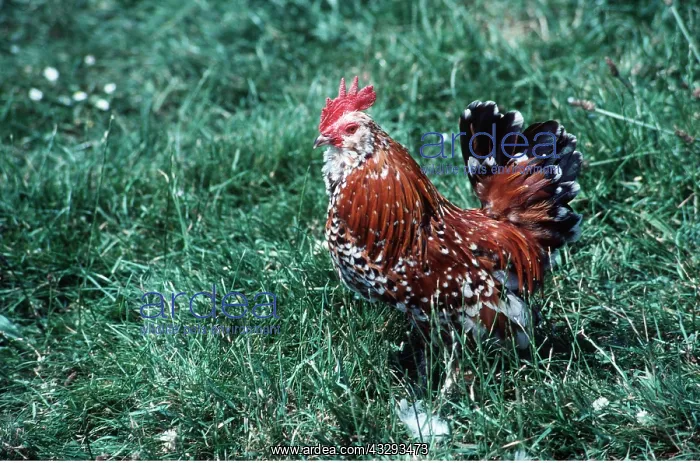 : Belgian Bearded Bantam Chicken : Belgian Bearded Bantam Chicken
