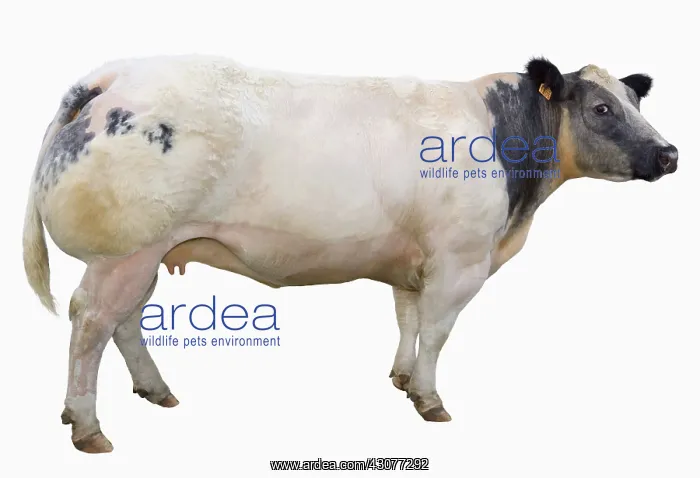 : Belgian Blue Heifer : Belgian Blue Heifer