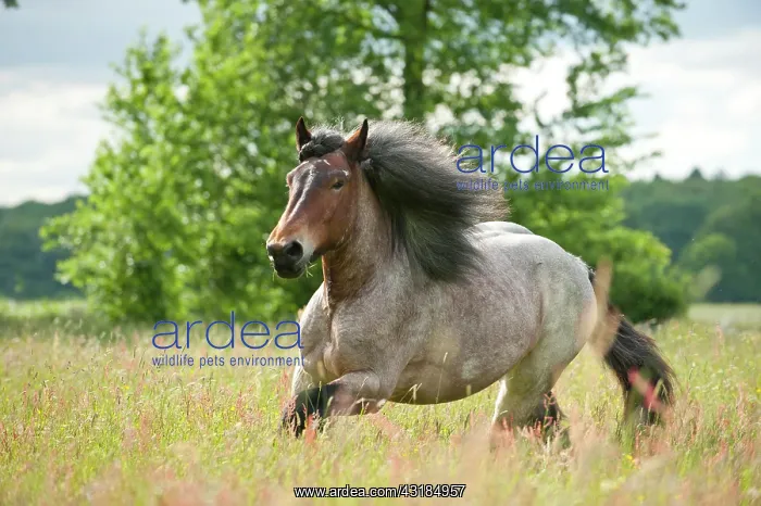 : Belgian Draft horse galloping across a meadow : Belgian Draft horse galloping across a meadow