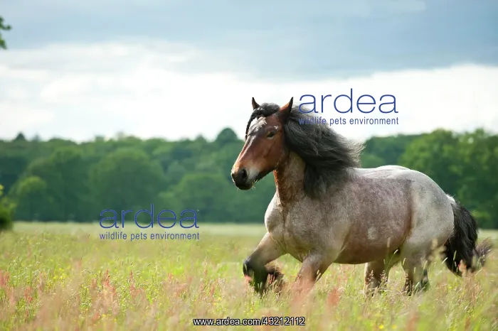 : Belgian Draft Horse galloping across a meadow : Belgian Draft Horse galloping across a meadow