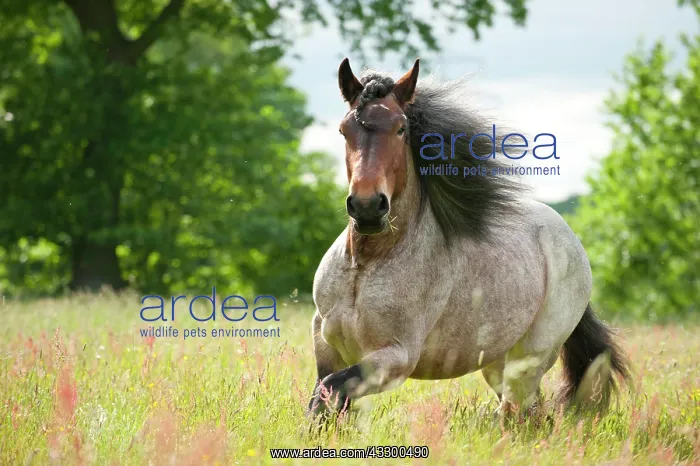 : Belgian Draft Horse galloping across a meadow : Belgian Draft Horse galloping across a meadow
