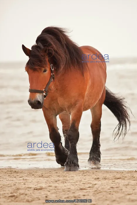 : Belgian Draft Horse gelding, roaming free on the : Belgian Draft Horse gelding, roaming free on the