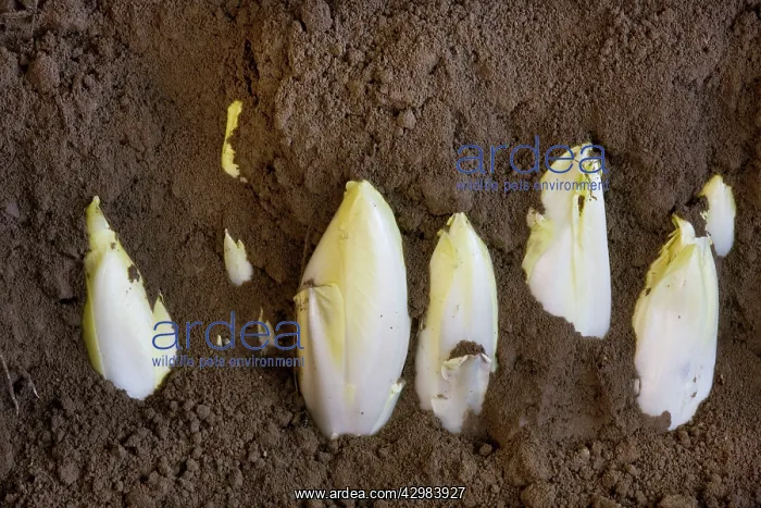  : Belgian  /  French Endive  /  Witlof  /  Common Chicory