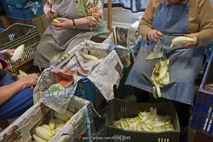 : Belgian / French Endive / Witlof / Common Chicory : Belgian / French Endive / Witlof / Common Chicory