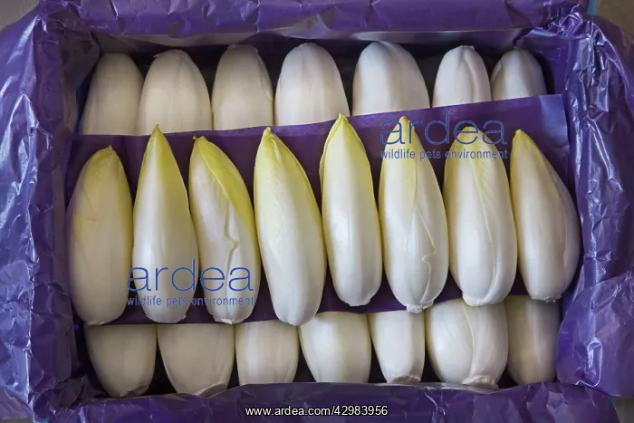 : Belgian / French Endive / Witlof / Common Chicory : Belgian / French Endive / Witlof / Common Chicory