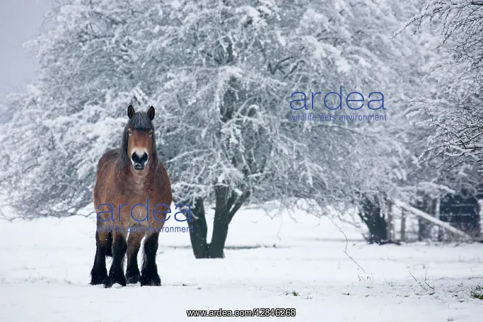  : Belgian horse in winter