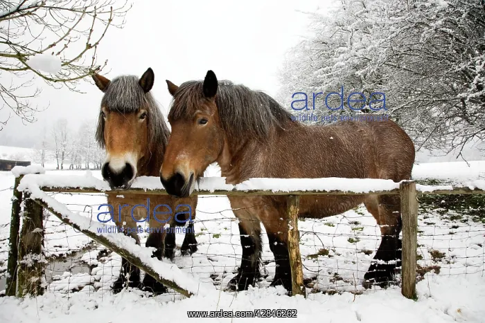  : Belgian horses - in winter