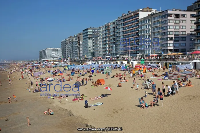 : Belgian seaside - beach with hotels and tourists : Belgian seaside - beach with hotels and tourists