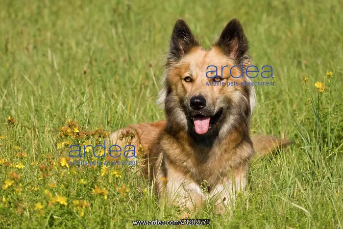 : Belgian Shepherd Dog crossbreed lying on a meadow : Belgian Shepherd Dog crossbreed lying on a meadow