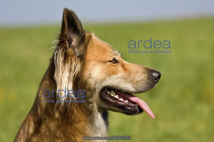 : Belgian Shepherd Dog crossbreed, portrait : Belgian Shepherd Dog crossbreed, portrait