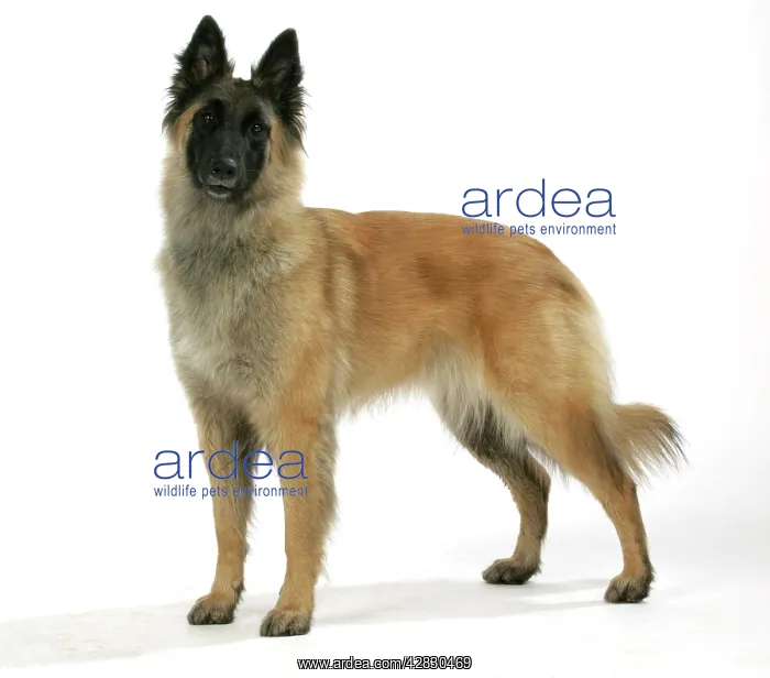  : Belgian Shepherd Dog - Tervuren