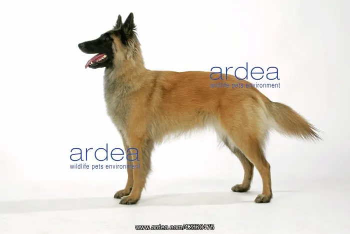  : Belgian Shepherd Dog - Tervuren
