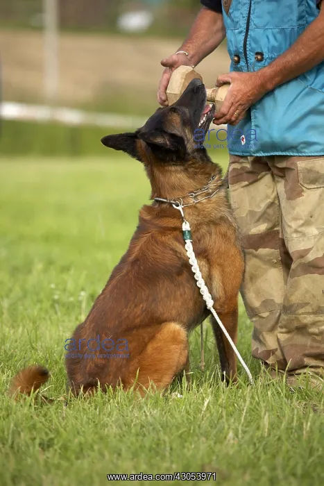 : Belgian Shepherd Dog at training : Belgian Shepherd Dog at training