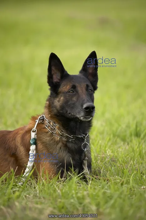 : Belgian Shepherd dog at training : Belgian Shepherd dog at training