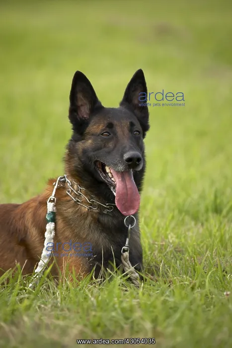 : Belgian Shepherd dog at training : Belgian Shepherd dog at training