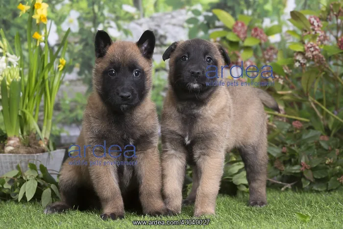 : Belgian Shepherd puppies outdoors in the garden : Belgian Shepherd puppies outdoors in the garden