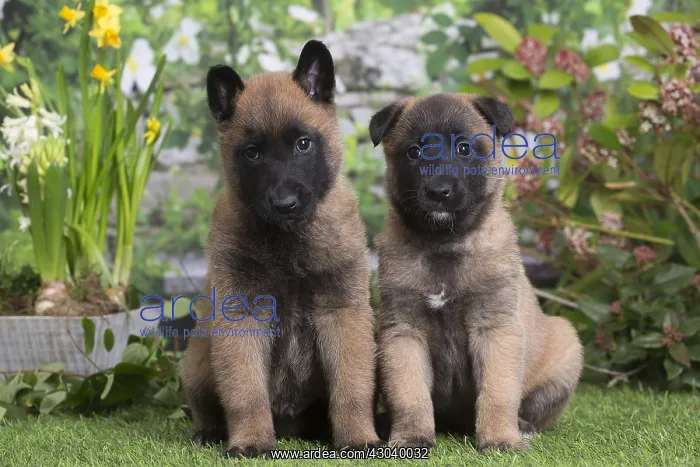 : Belgian Shepherd puppies outdoors in the garden : Belgian Shepherd puppies outdoors in the garden