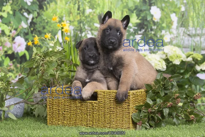: Belgian Shepherd puppies outdoors in the garden : Belgian Shepherd puppies outdoors in the garden