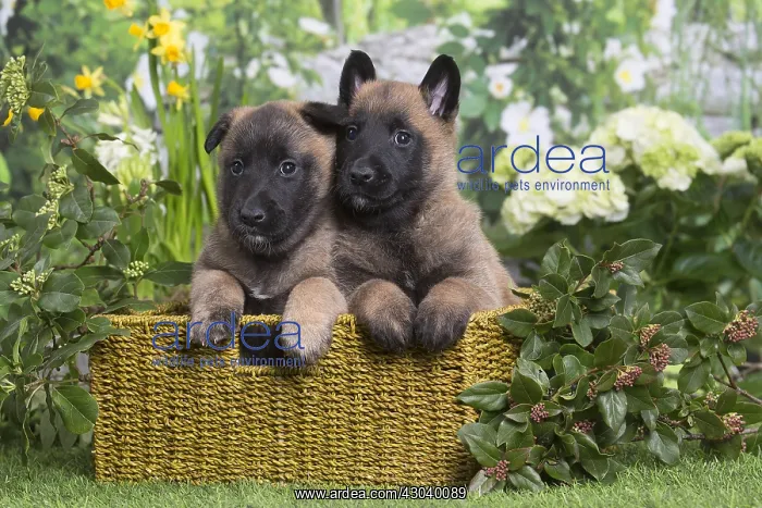 : Belgian Shepherd puppies outdoors in the garden : Belgian Shepherd puppies outdoors in the garden
