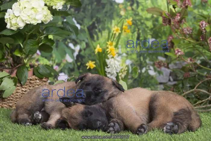: Belgian Shepherd puppies outdoors in the garden : Belgian Shepherd puppies outdoors in the garden