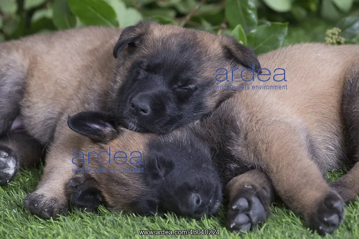  : Belgian Shepherd puppies outdoors in the garden