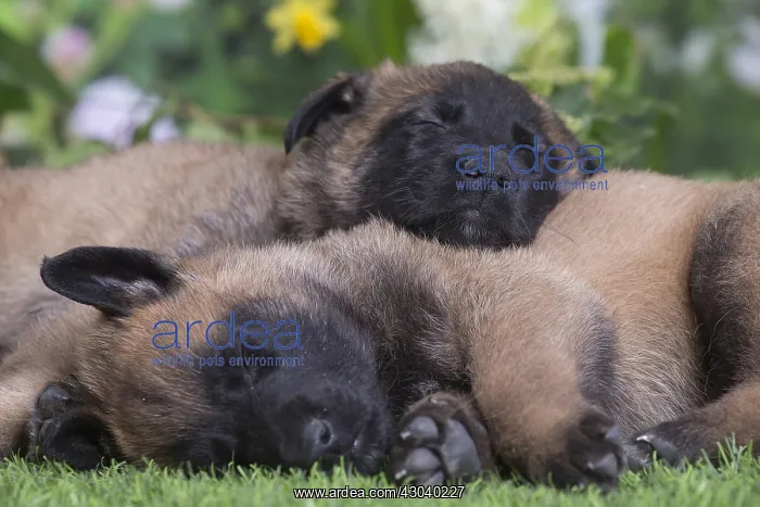 : Belgian Shepherd puppies outdoors in the garden : Belgian Shepherd puppies outdoors in the garden