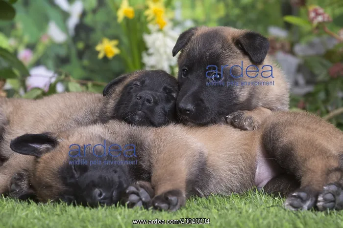 : Belgian Shepherd puppies outdoors in the garden : Belgian Shepherd puppies outdoors in the garden