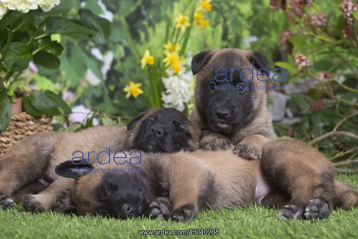 : Belgian Shepherd puppies outdoors in the garden : Belgian Shepherd puppies outdoors in the garden