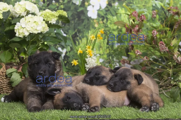 : Belgian Shepherd puppies outdoors in the garden : Belgian Shepherd puppies outdoors in the garden