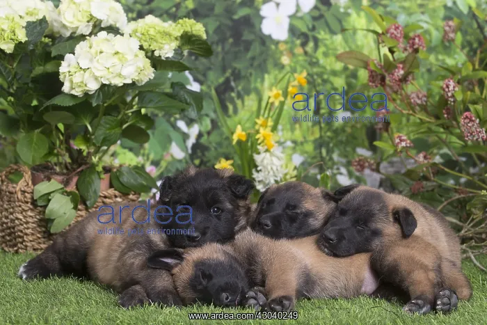 : Belgian Shepherd puppies outdoors in the garden : Belgian Shepherd puppies outdoors in the garden