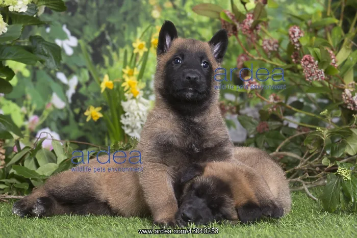 : Belgian Shepherd puppies outdoors in the garden : Belgian Shepherd puppies outdoors in the garden
