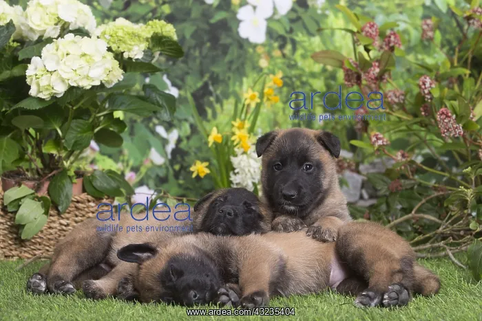  : Belgian Shepherd puppies outdoors in the garden