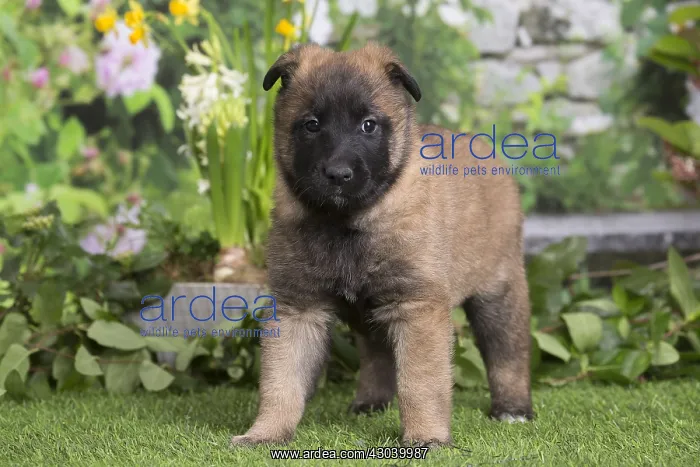 : Belgian Shepherd puppy outdoors in the garden : Belgian Shepherd puppy outdoors in the garden