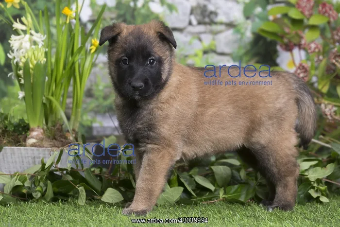 : Belgian Shepherd puppy outdoors in the garden : Belgian Shepherd puppy outdoors in the garden