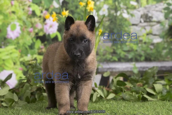 : Belgian Shepherd puppy outdoors in the garden : Belgian Shepherd puppy outdoors in the garden