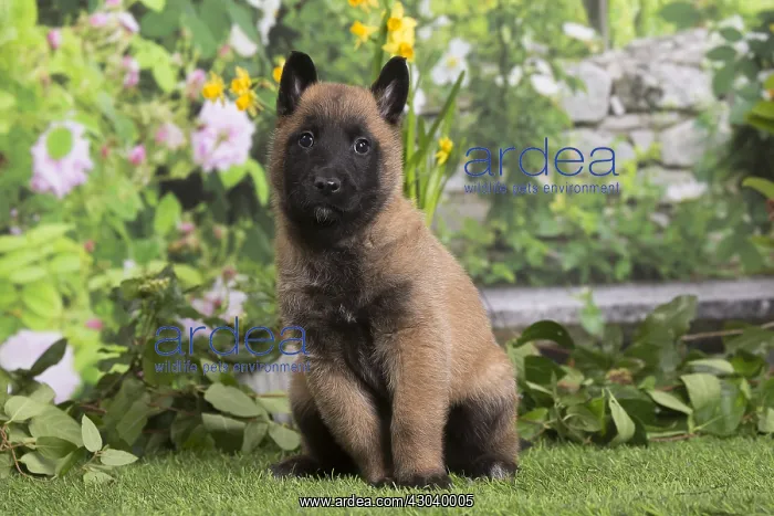 : Belgian Shepherd puppy outdoors in the garden : Belgian Shepherd puppy outdoors in the garden