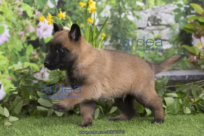 : Belgian Shepherd puppy outdoors in the garden : Belgian Shepherd puppy outdoors in the garden