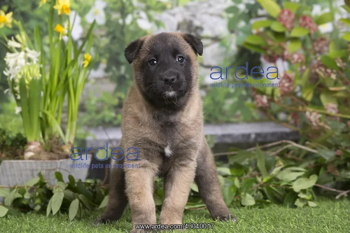 : Belgian Shepherd puppy outdoors in the garden : Belgian Shepherd puppy outdoors in the garden