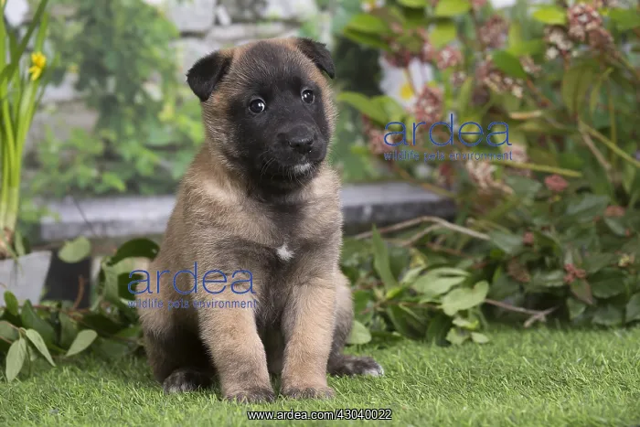 : Belgian Shepherd puppy outdoors in the garden : Belgian Shepherd puppy outdoors in the garden