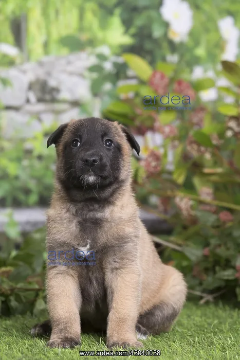 : Belgian Shepherd puppy outdoors in the garden : Belgian Shepherd puppy outdoors in the garden
