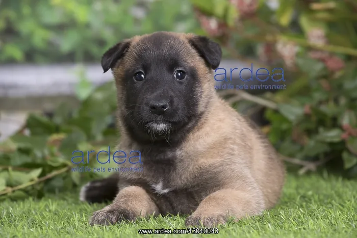 : Belgian Shepherd puppy outdoors in the garden : Belgian Shepherd puppy outdoors in the garden
