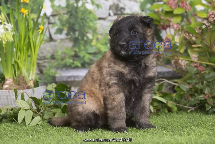 : Belgian Shepherd puppy outdoors in the garden : Belgian Shepherd puppy outdoors in the garden