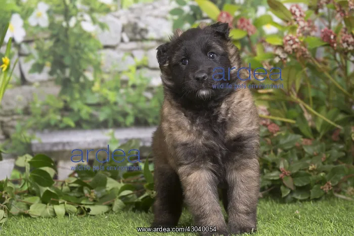 : Belgian Shepherd puppy outdoors in the garden : Belgian Shepherd puppy outdoors in the garden